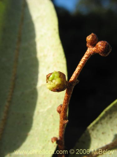 Image of Aextoxicon punctatum (Olivillo / Palo muerto). Click to enlarge parts of image.