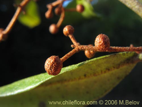 Imágen de Aextoxicon punctatum (Olivillo / Palo muerto). Haga un clic para aumentar parte de imágen.