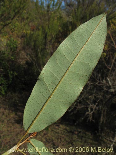 Image of Aextoxicon punctatum (Olivillo / Palo muerto). Click to enlarge parts of image.