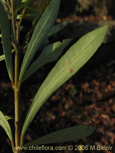 Image of Myrceugenia lanceolata (Myrceugenia de hojas largas / Arrayancillo). Click to enlarge parts of image.