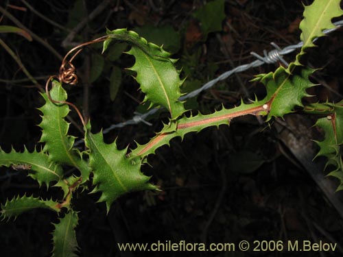 Mutisia brachyanthaの写真