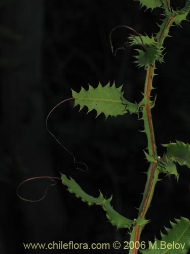 Mutisia brachyantha의 사진