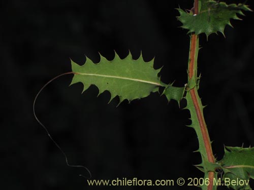 Bild von Mutisia brachyantha (). Klicken Sie, um den Ausschnitt zu vergrössern.