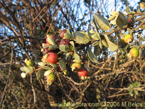 Image of Luma chequen (Chequen / Arrayan blanco). Click to enlarge parts of image.