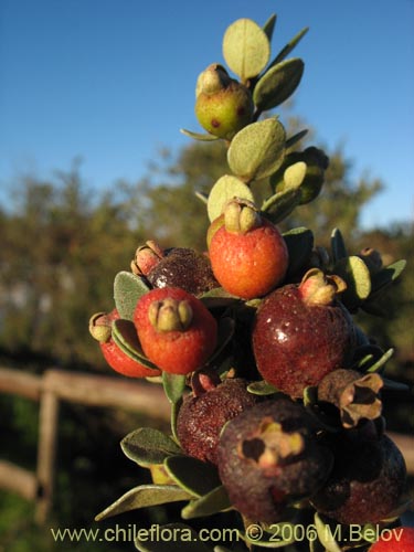 Image of Luma chequen (Chequen / Arrayan blanco). Click to enlarge parts of image.