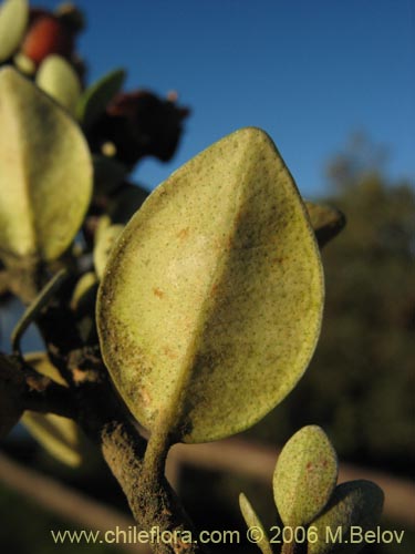 Image of Luma chequen (Chequen / Arrayan blanco). Click to enlarge parts of image.