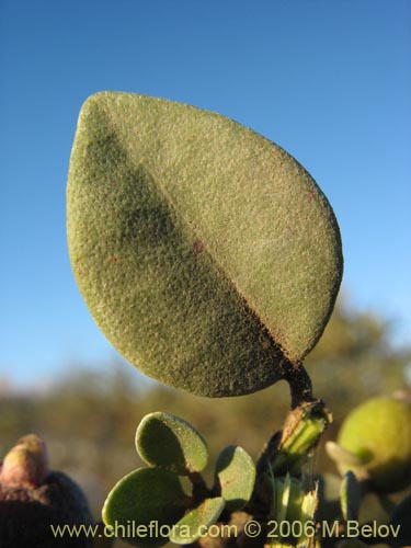 Image of Luma chequen (Chequen / Arrayan blanco). Click to enlarge parts of image.