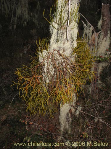 Image of Misodendrum punctulatum (misodendrum). Click to enlarge parts of image.