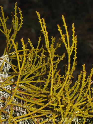 Bild von Misodendrum punctulatum (misodendrum). Klicken Sie, um den Ausschnitt zu vergrössern.