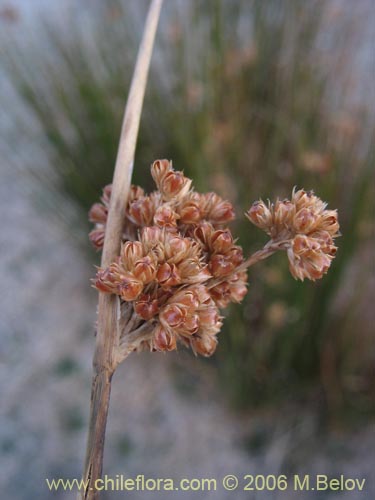 Bild von Juncaceae sp. #2752 (). Klicken Sie, um den Ausschnitt zu vergrössern.