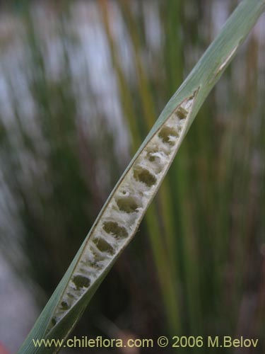 Imágen de Juncaceae sp. #2752 (). Haga un clic para aumentar parte de imágen.