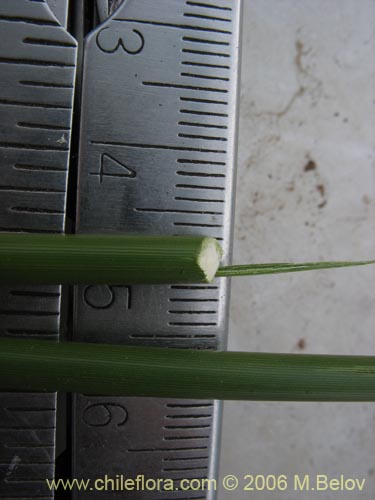 Imágen de Juncaceae sp. #2752 (). Haga un clic para aumentar parte de imágen.