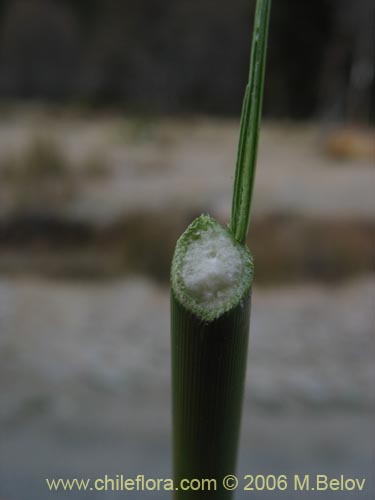 Imágen de Juncaceae sp. #2752 (). Haga un clic para aumentar parte de imágen.