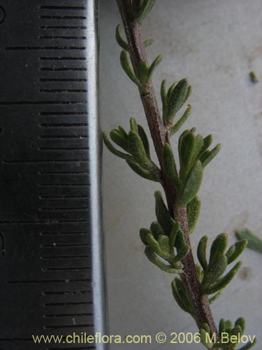 Bild von Baccharis sp. #1481 (Small leaves / tomentose). Klicken Sie, um den Ausschnitt zu vergrössern.