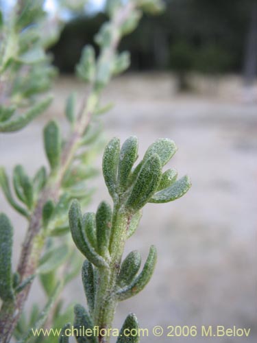 Image of Baccharis sp. #1481 (Small leaves / tomentose). Click to enlarge parts of image.