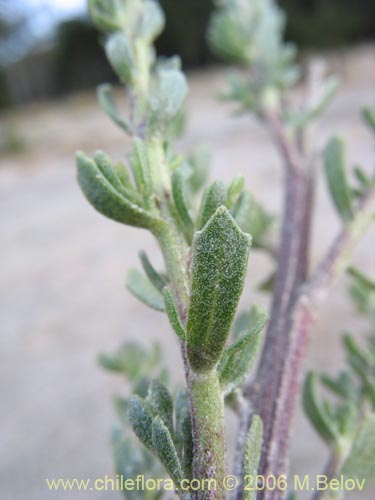 Image of Baccharis sp.   #1481 (Small leaves / tomentose). Click to enlarge parts of image.