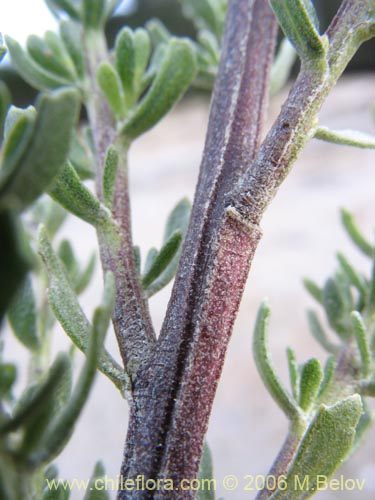 Bild von Baccharis sp. #1481 (Small leaves / tomentose). Klicken Sie, um den Ausschnitt zu vergrössern.