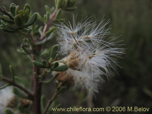 Bild von Baccharis sp. #1481 (Small leaves / tomentose). Klicken Sie, um den Ausschnitt zu vergrössern.