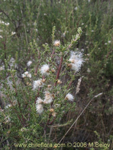 Image of Baccharis sp. #1481 (Small leaves / tomentose). Click to enlarge parts of image.