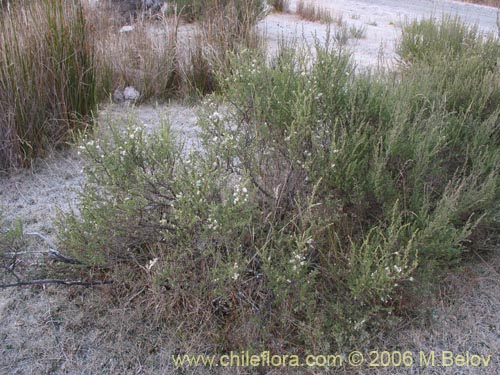 Image of Baccharis sp. #1481 (Small leaves / tomentose). Click to enlarge parts of image.