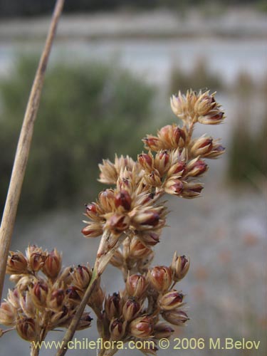 Juncaceae sp. #2752의 사진