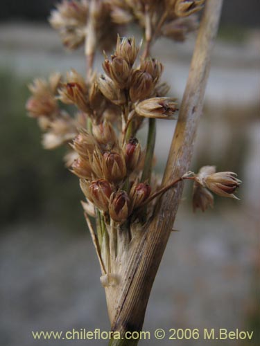 Imágen de Juncaceae sp. #2752 (). Haga un clic para aumentar parte de imágen.