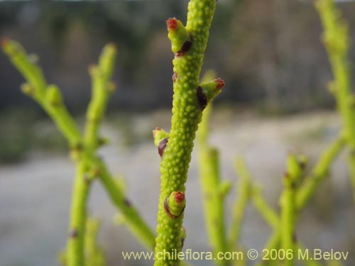 Bild von Misodendrum punctulatum (misodendrum). Klicken Sie, um den Ausschnitt zu vergrössern.