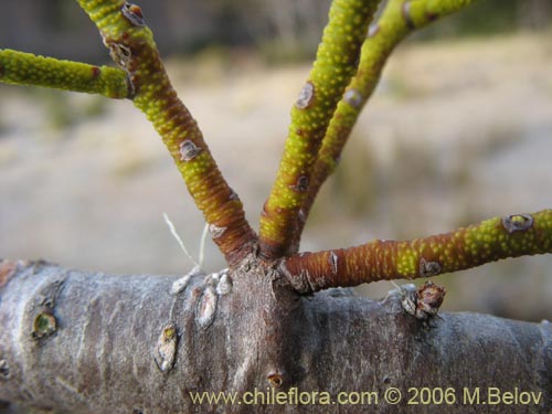 Фотография Misodendrum punctulatum (misodendrum). Щелкните, чтобы увеличить вырез.