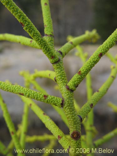 Image of Misodendrum punctulatum (misodendrum). Click to enlarge parts of image.