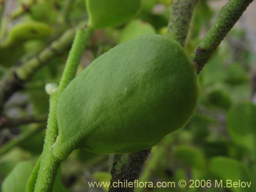 Image of Misodendrum punctulatum (misodendrum). Click to enlarge parts of image.