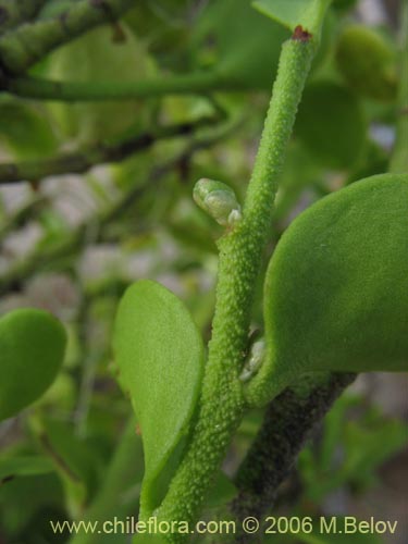 Bild von Misodendrum punctulatum (misodendrum). Klicken Sie, um den Ausschnitt zu vergrössern.