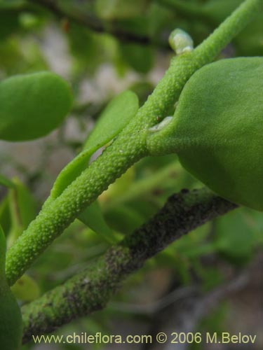 Image of Misodendrum punctulatum (misodendrum). Click to enlarge parts of image.