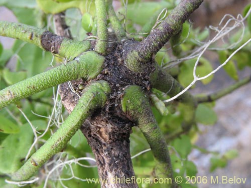 Bild von Misodendrum punctulatum (misodendrum). Klicken Sie, um den Ausschnitt zu vergrössern.