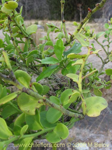 Bild von Misodendrum punctulatum (misodendrum). Klicken Sie, um den Ausschnitt zu vergrössern.