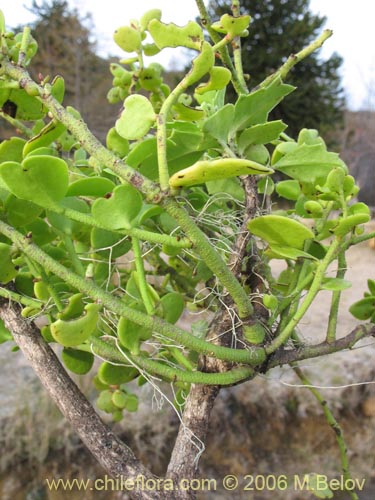 Image of Misodendrum punctulatum (misodendrum). Click to enlarge parts of image.