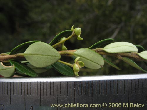 Image of Myrceugenia ovata var. nannophylla (Myrceugenia de hojas chicas). Click to enlarge parts of image.