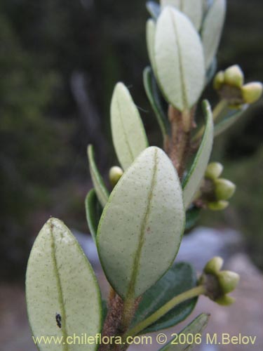 Image of Myrceugenia ovata var. nannophylla (Myrceugenia de hojas chicas). Click to enlarge parts of image.
