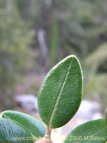 Bild von Myrceugenia ovata var. nannophylla (Myrceugenia de hojas chicas). Klicken Sie, um den Ausschnitt zu vergrössern.