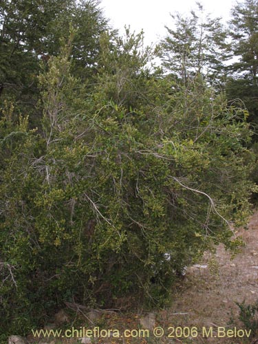 Bild von Myrceugenia ovata var. nannophylla (Myrceugenia de hojas chicas). Klicken Sie, um den Ausschnitt zu vergrössern.