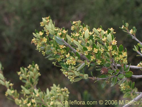 Image of Myrceugenia ovata var. nannophylla (Myrceugenia de hojas chicas). Click to enlarge parts of image.