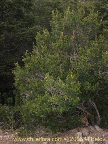 Imágen de Myrceugenia ovata var. nannophylla (Myrceugenia de hojas chicas). Haga un clic para aumentar parte de imágen.