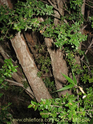 Imágen de Myrceugenia ovata var. nannophylla (Myrceugenia de hojas chicas). Haga un clic para aumentar parte de imágen.