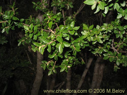 Bild von Myrceugenia ovata var. nannophylla (Myrceugenia de hojas chicas). Klicken Sie, um den Ausschnitt zu vergrössern.