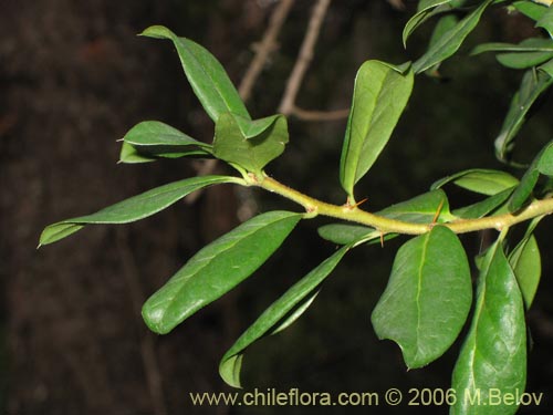 Imágen de Dasyphyllum diacanthoides (Trevo / Palo santo / Palo blanco / Tayu). Haga un clic para aumentar parte de imágen.