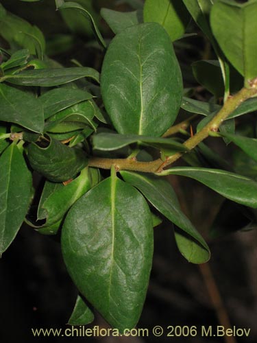 Imágen de Dasyphyllum diacanthoides (Trevo / Palo santo / Palo blanco / Tayu). Haga un clic para aumentar parte de imágen.