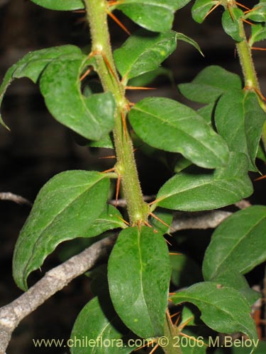 Imágen de Dasyphyllum diacanthoides (Trevo / Palo santo / Palo blanco / Tayu). Haga un clic para aumentar parte de imágen.