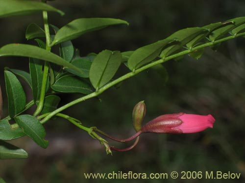 Image of Campsidium valdivianum (Pilpilvoqui / Voqui de canasta). Click to enlarge parts of image.