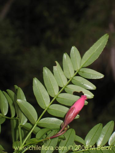 Bild von Campsidium valdivianum (Pilpilvoqui / Voqui de canasta). Klicken Sie, um den Ausschnitt zu vergrössern.