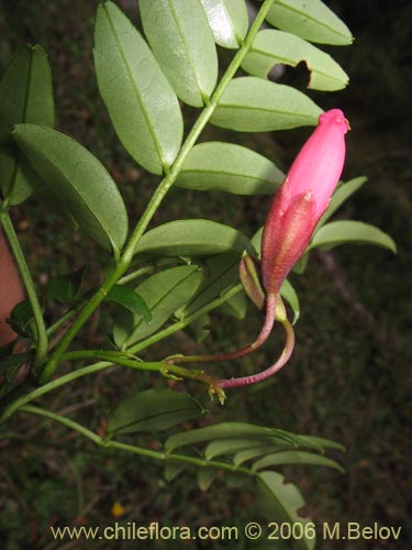 Image of Campsidium valdivianum (Pilpilvoqui / Voqui de canasta). Click to enlarge parts of image.