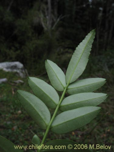 Bild von Campsidium valdivianum (Pilpilvoqui / Voqui de canasta). Klicken Sie, um den Ausschnitt zu vergrössern.